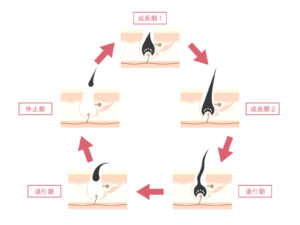 毛周期